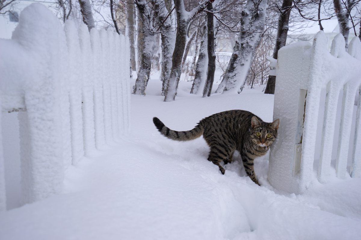 Ronja, the author’s cat, has the personality of a serial killer.