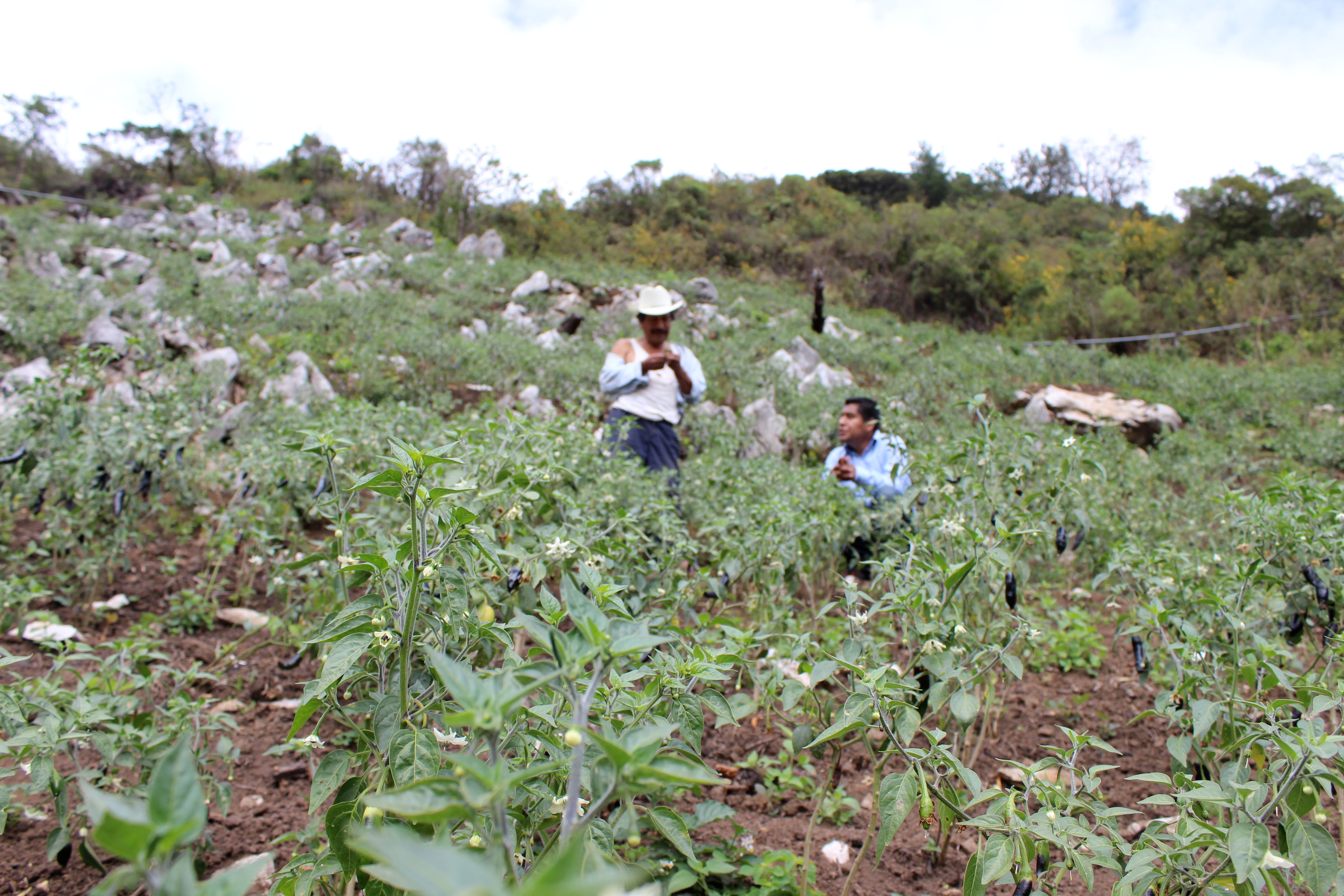 Most of the town's chile fields are steeply sloped and several hours outside of town.