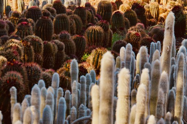 Toni Portell studied gardening and founded the business in 1972.