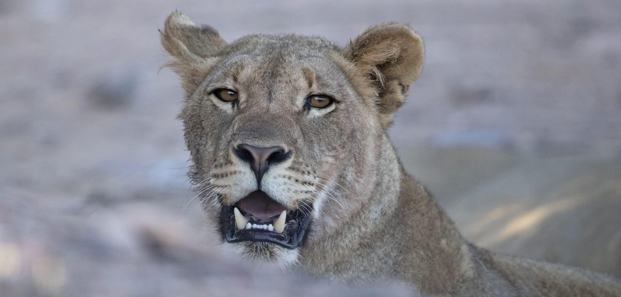 After nearly 40 years, desert lions are once again hunting marine prey along Namibia’s Skeleton Coast, where scientists believed the knowledge had been lost.