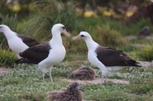 Wisdom, a Laysan albatross (Phoebastria immutabilis) in her 70s, was spotted courting potential mates at Midway Atoll National Wildlife Refuge. 