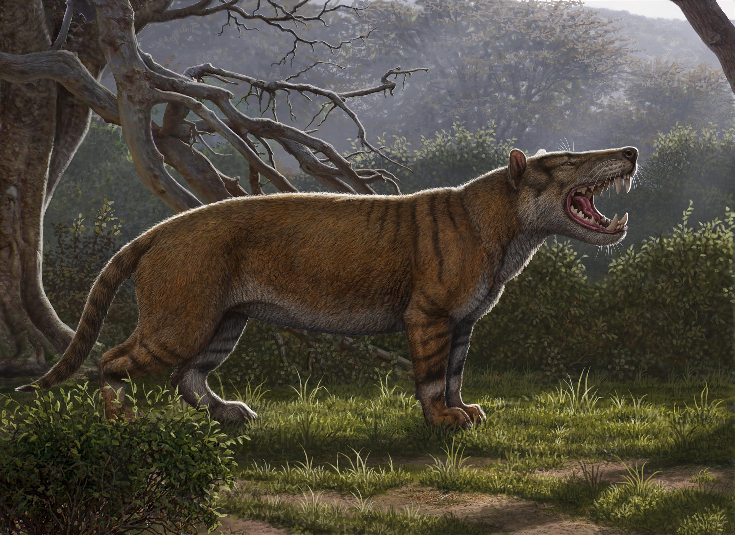 Found: One of the Largest Carnivorous Land Mammals Ever, in a Museum Drawer  - Atlas Obscura