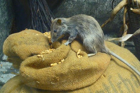 Alberta's War on Rats
