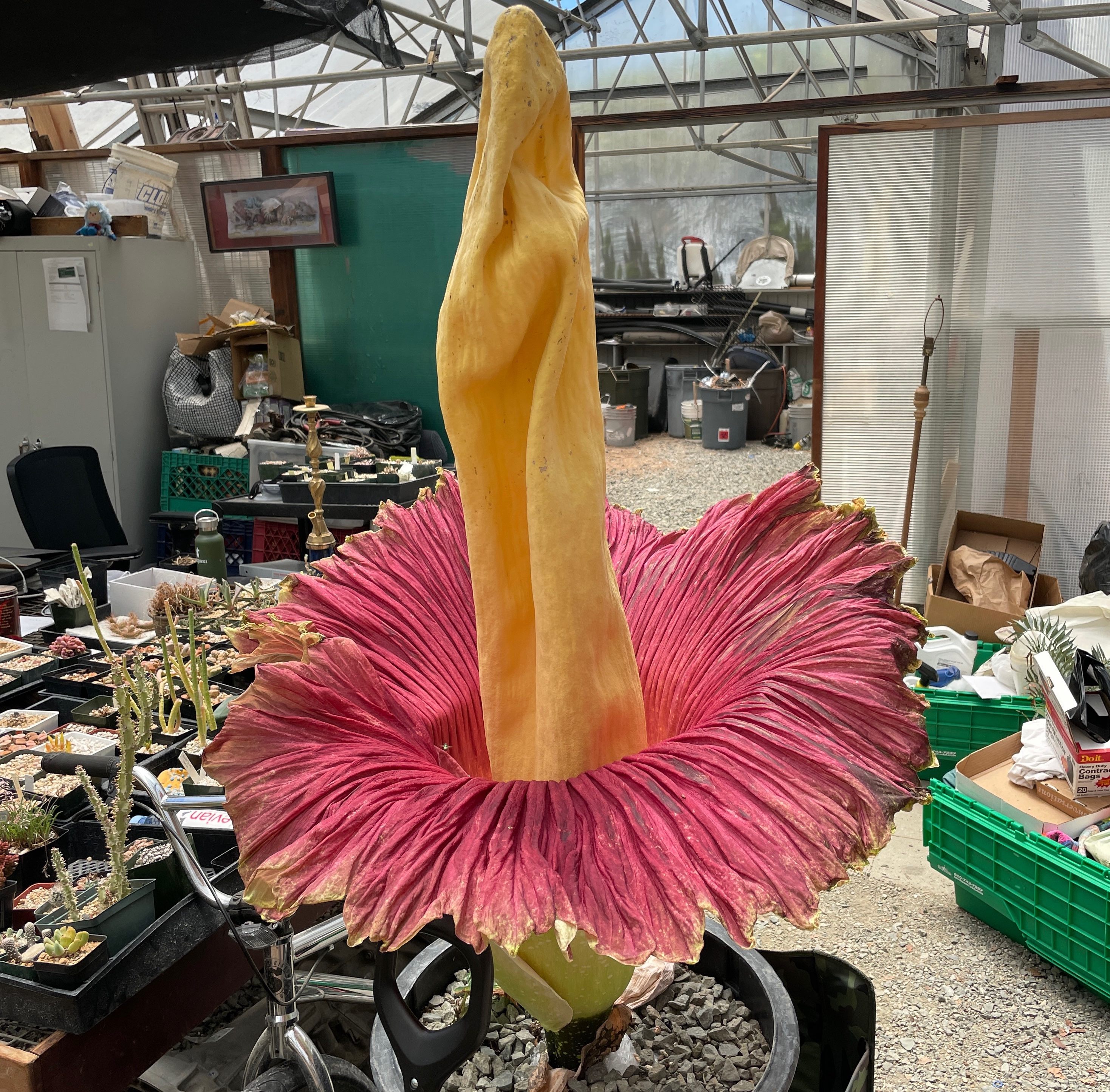 The bloom is brilliant and brief.