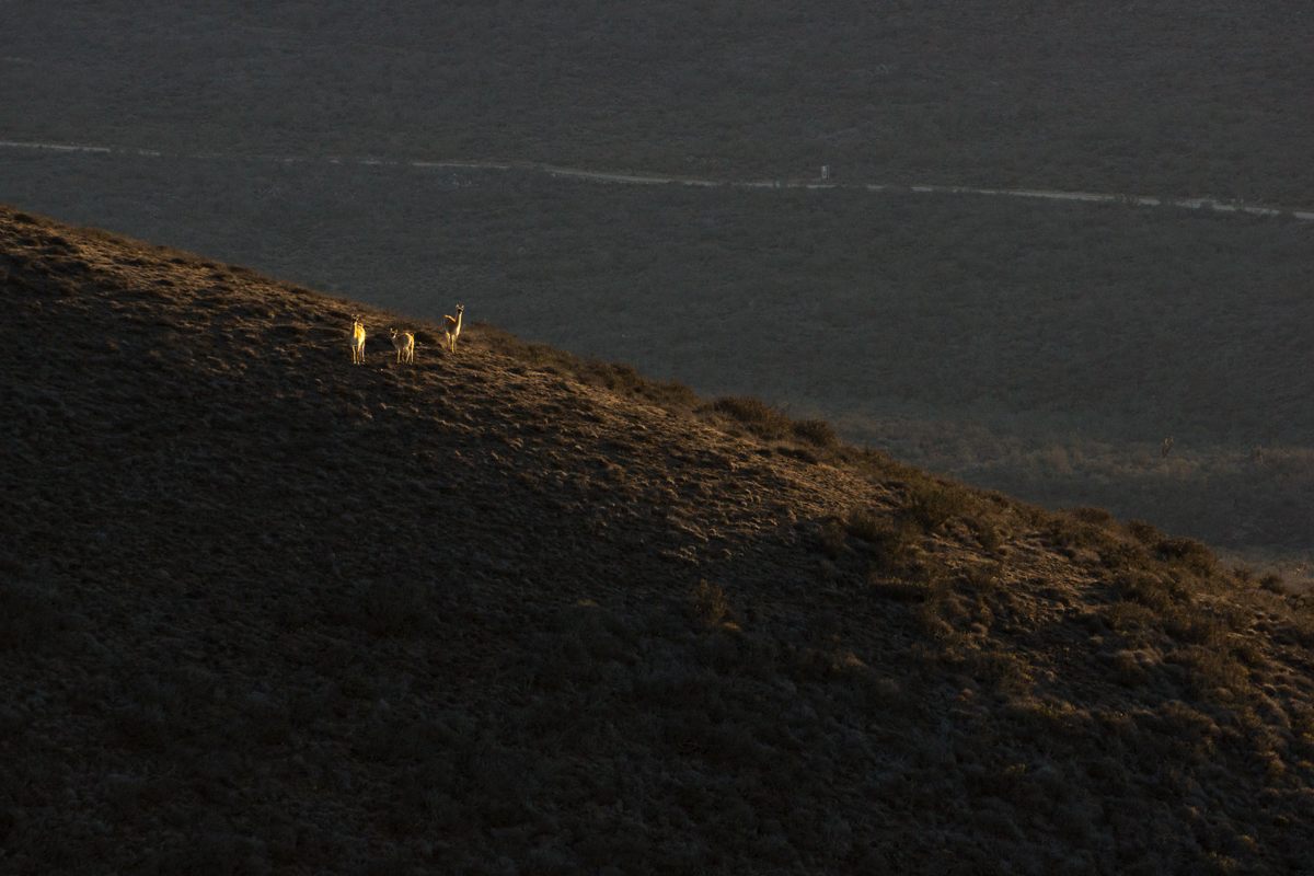 In the past, the Yaghan people hunted guanaco, camelids that still bound across the landscape in Tierra del Fuego, though their numbers are diminished.