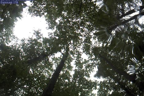 At Harvard Forest, Cameras Track Your Every Move