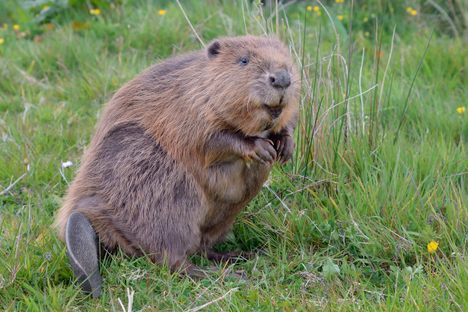 Beavers Are Back in Cornwall