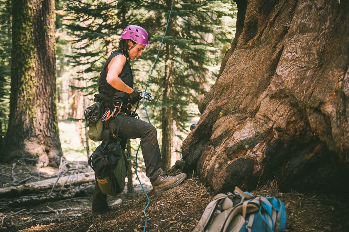Baxter assembles and secures the proper gear before climbing to the top of a giant sequoia tree in Sequoia National Park.