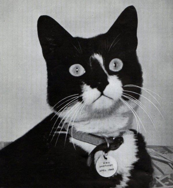 Simon was the first decorated cat in British military history. 