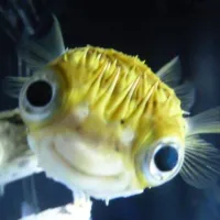 Profile image for I am a fish