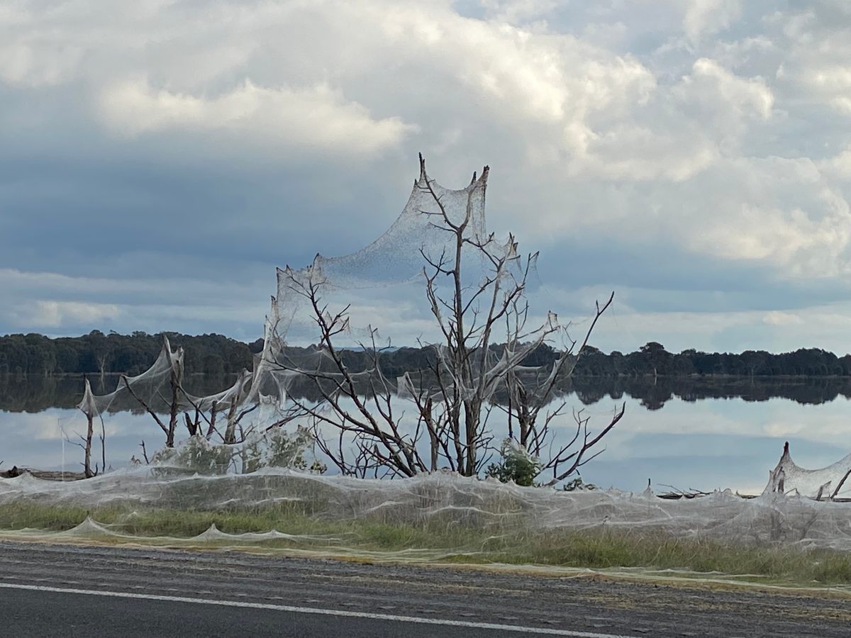 Spiders cover Australian region of Gippsland in cobwebs as they flee  flooding