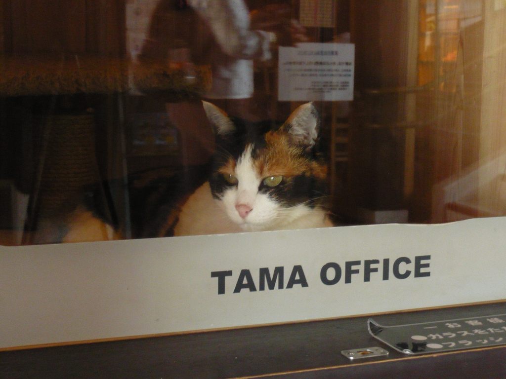 Tama's office