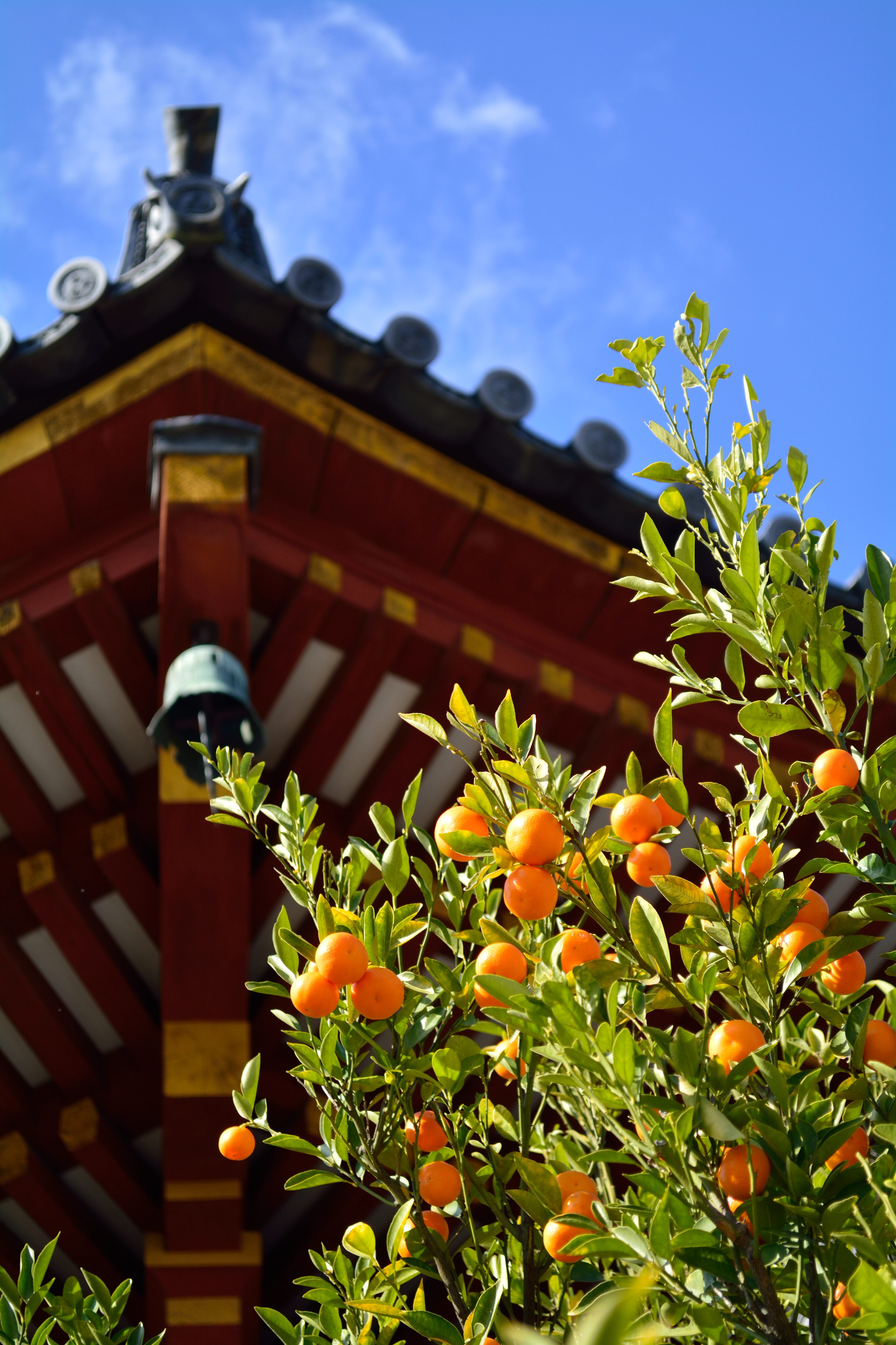 A tachibana tree growing in front of the Kōfuku-ji Temple in Nara.