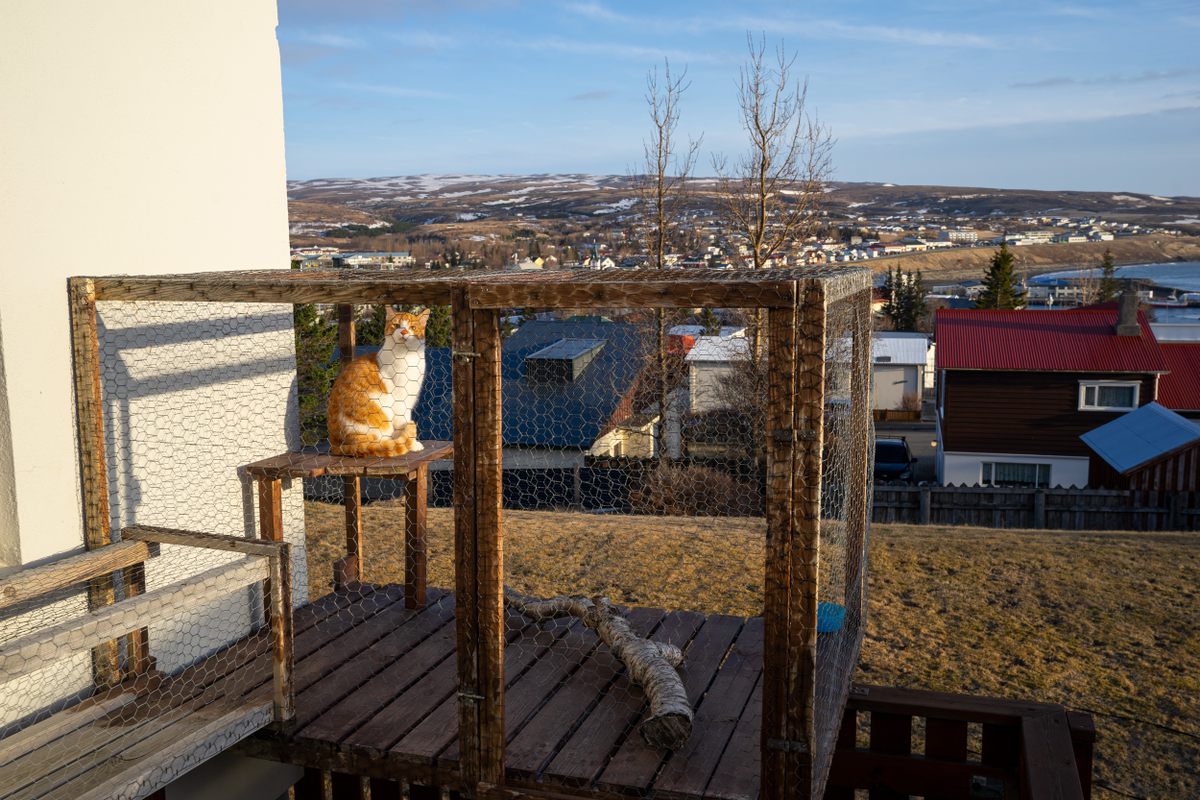 In Húsavík, where pet cats are banned from being outside, a one-year-old named Freddie Mercury enjoys his cat patio—a catio.