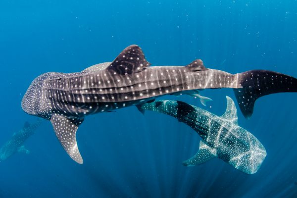 When whale sharks congregate, tourists often do, too. Responsible tourism can help minimize the disruption. 