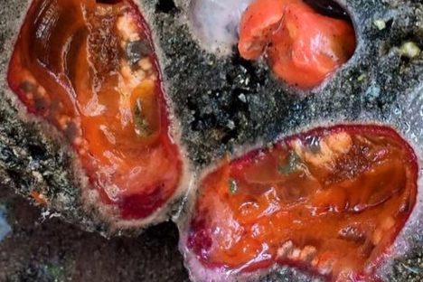 Bleeding rock.
