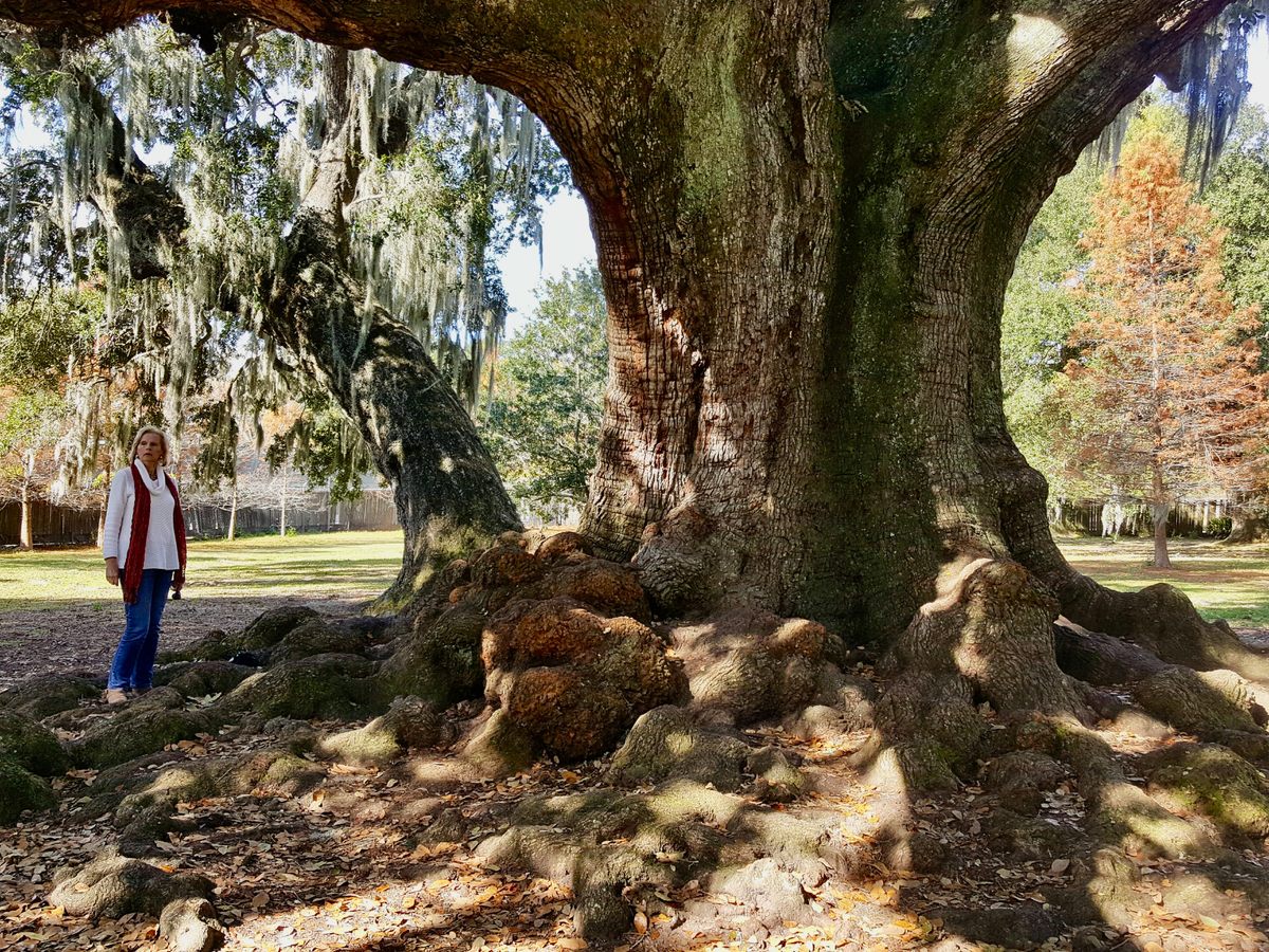 Live Oak Society Chairperson Coleen Perilloux Landry, seen here with the Etienne de Bore Oak in New Orleans, first fell in love with the trees as a child, after her father put a swing on a live oak in her yard. 