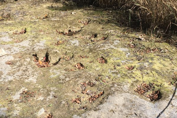 Dino tracks.