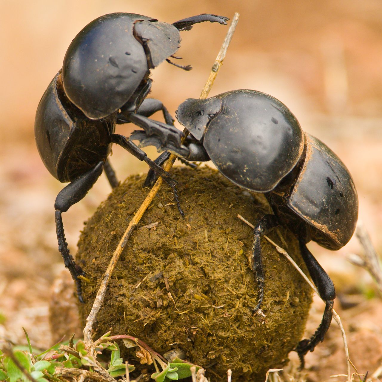<em>Circellium bacchus</em>, a rare subspecies of dung beetle, is a scarab like no other. 