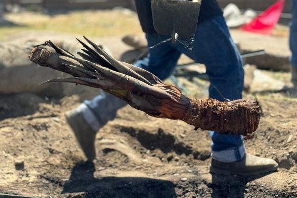 The Malki Museum’s annual Agave Roast Native Food Tasting keeps the culinary tradition alive.
