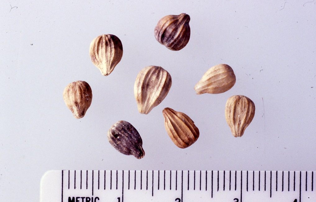Seeds of archaeological domesticated marsh elder, from an Ozark rockshelter.