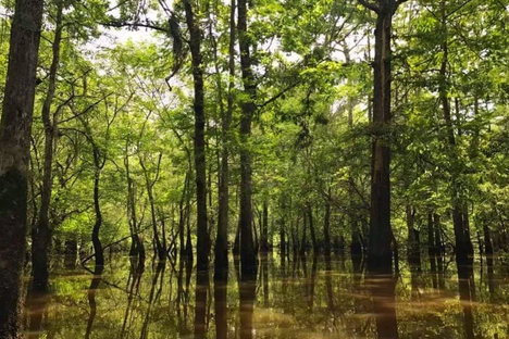 Honey Island earned its name because of the honeybees once seen on a nearby island.