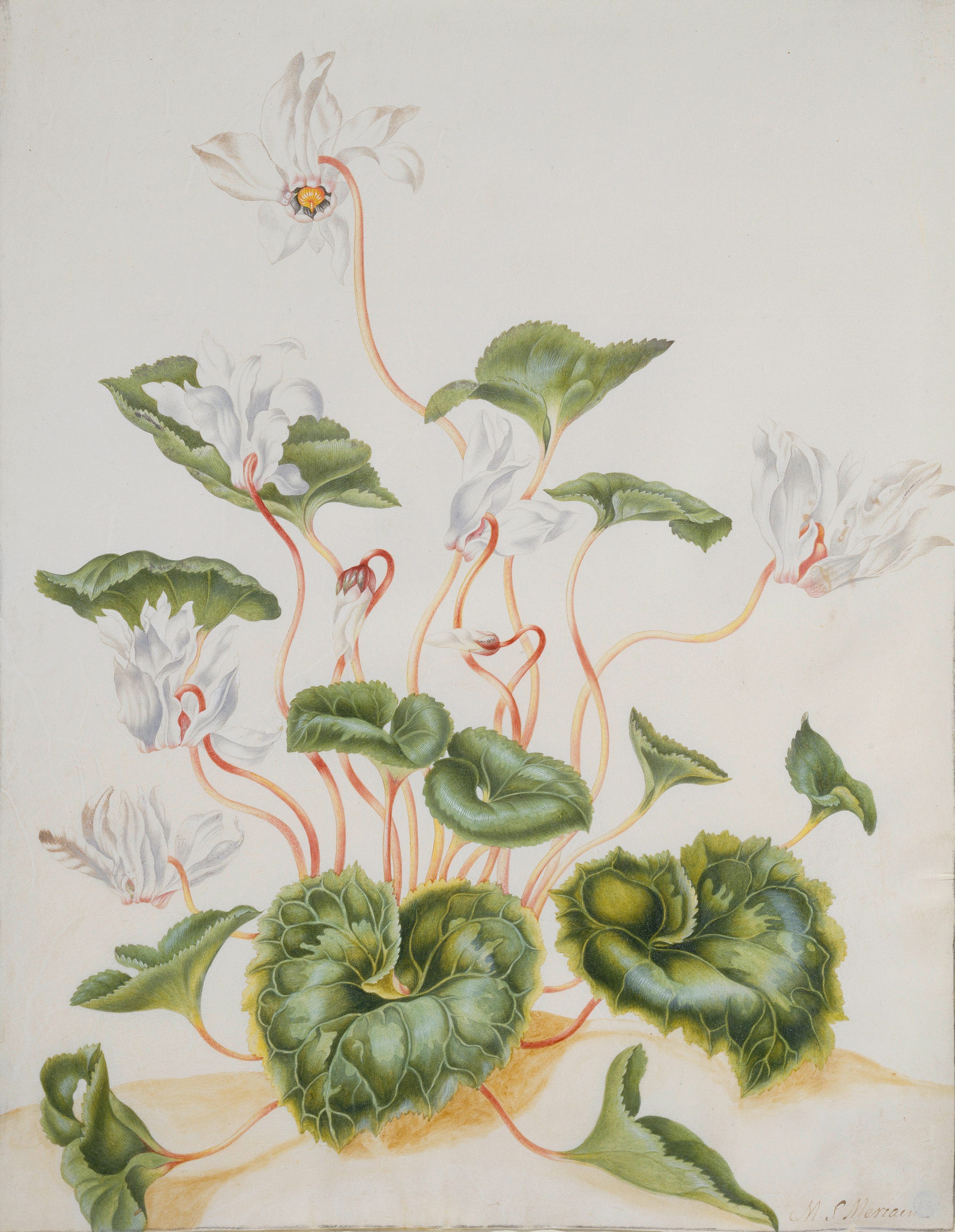 White Cyclamen, c. 1691–99.