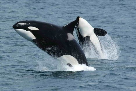 A killer whale jumps. 