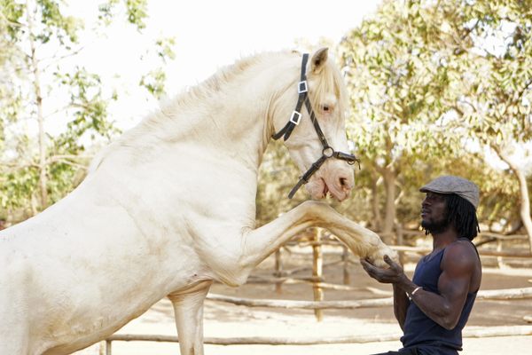 Madi Dermé performs dressage with his horse Toubab at the equestrian club Cheval Mandingue in Ouagadougou, Burkina Faso. Dermé hopes to revive cavalier traditions in the country and introduce modern European equestrian arts. 