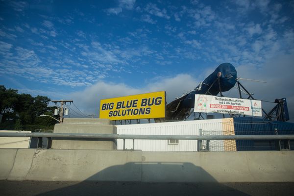 Big Blue Bug