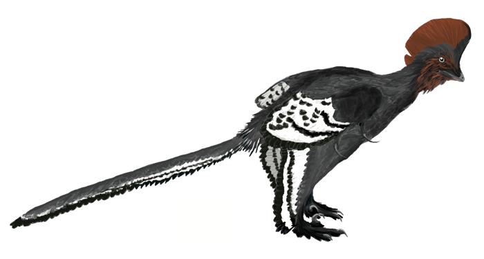 An illustration of the red-headed <i>Anchiornis</i>.