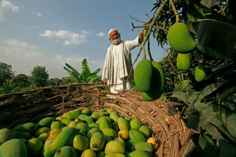 Khan during a previous year's mango harvest.
