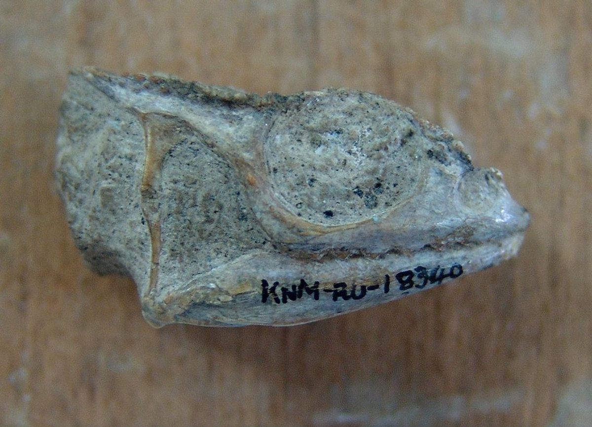 The skull in question, still embedded in rock.