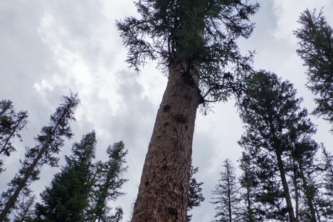Gus from the base looking up.