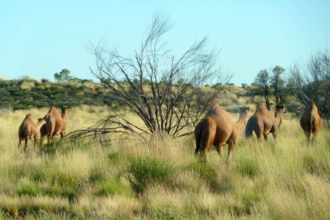 A caravan of wild camels in the outback. 