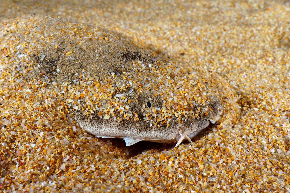 Angelsharks and their pups mostly stay out of the way of swimmers at busy beaches, such as Tenerife's Playa de las Teresitas.