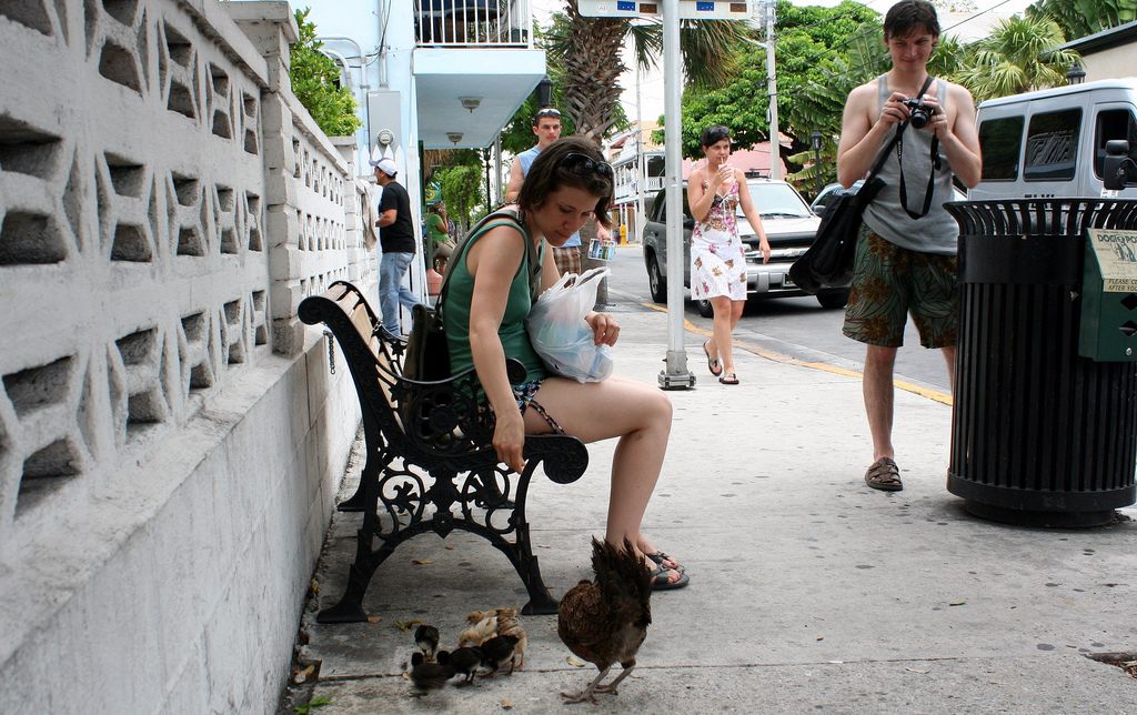 Feral chickens have made a good life for themselves in Key West.
