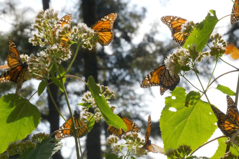 'Discovering' Mexico's Monarch Butterfly Migration