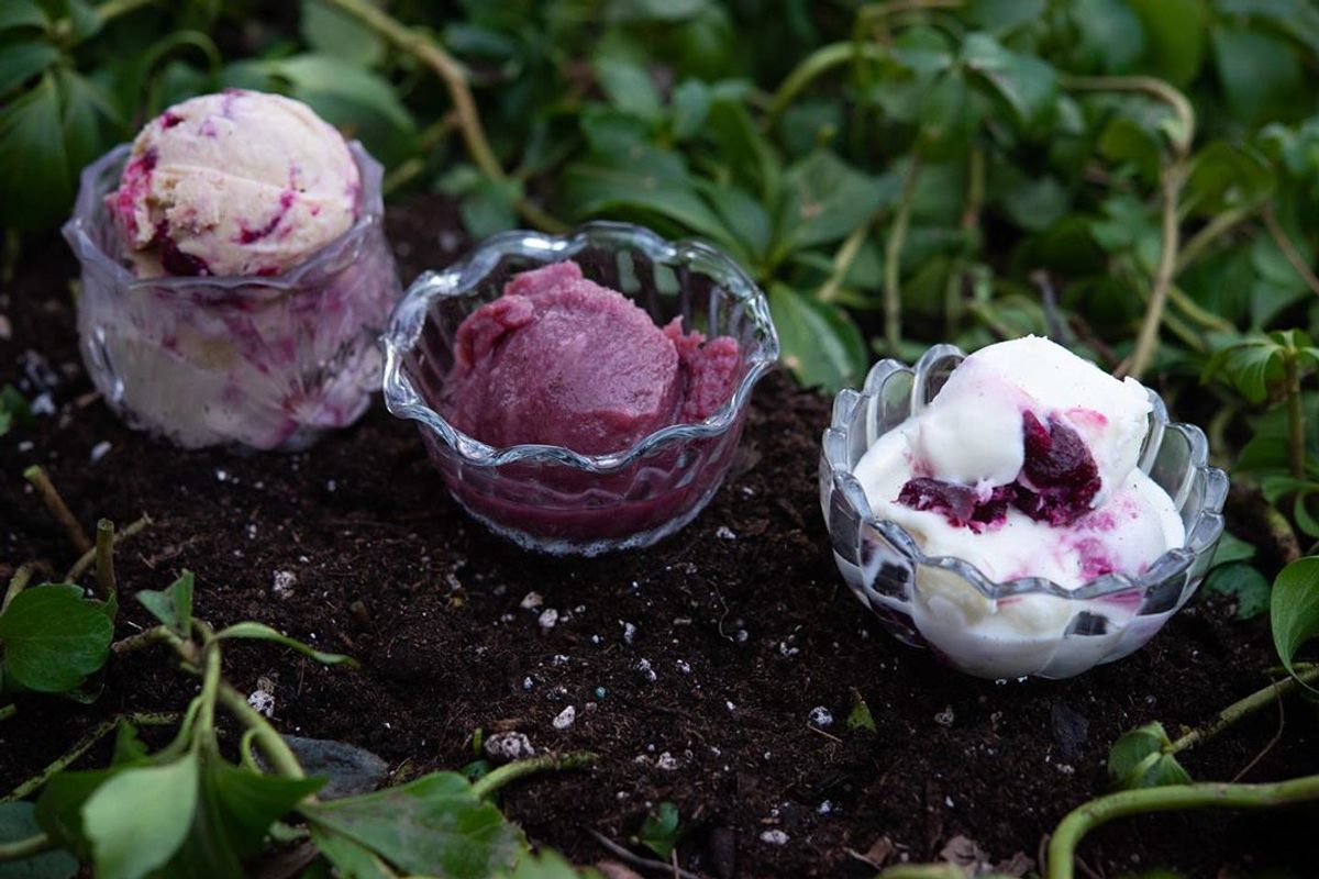 This flight of ice creams, called "Flight of Folly: A Tasting of Tulip Mania," represents the Dutch frenzy for the flowers in the 17th century.