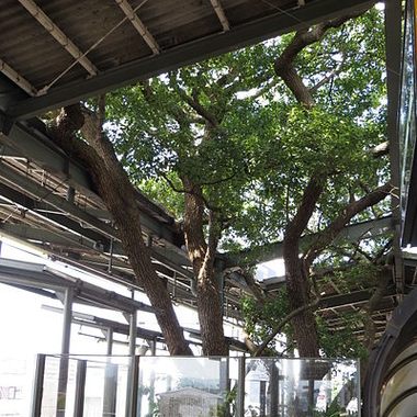 The shrine at Kayashima Station