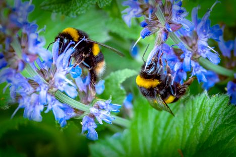Scientists estimate there are some 4,000 bees native to the United States alone—but many of them are struggling to survive in our warming, pesticide-ridden world. 