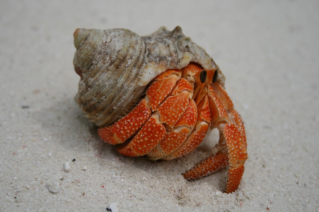 biggest hermit crab in the world