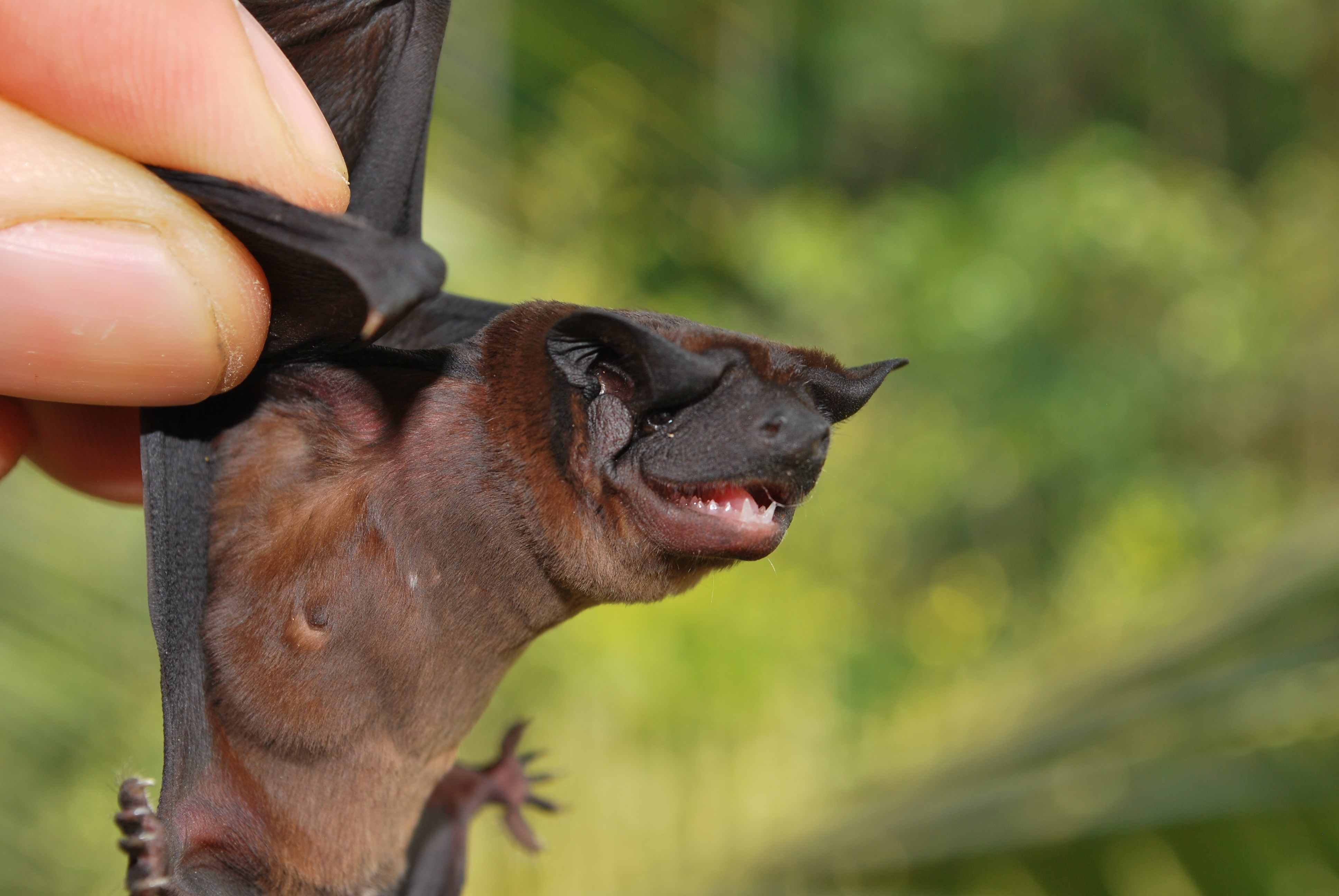 Are Bats Related To Dogs