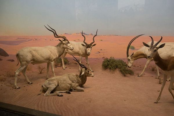 The desert scene.