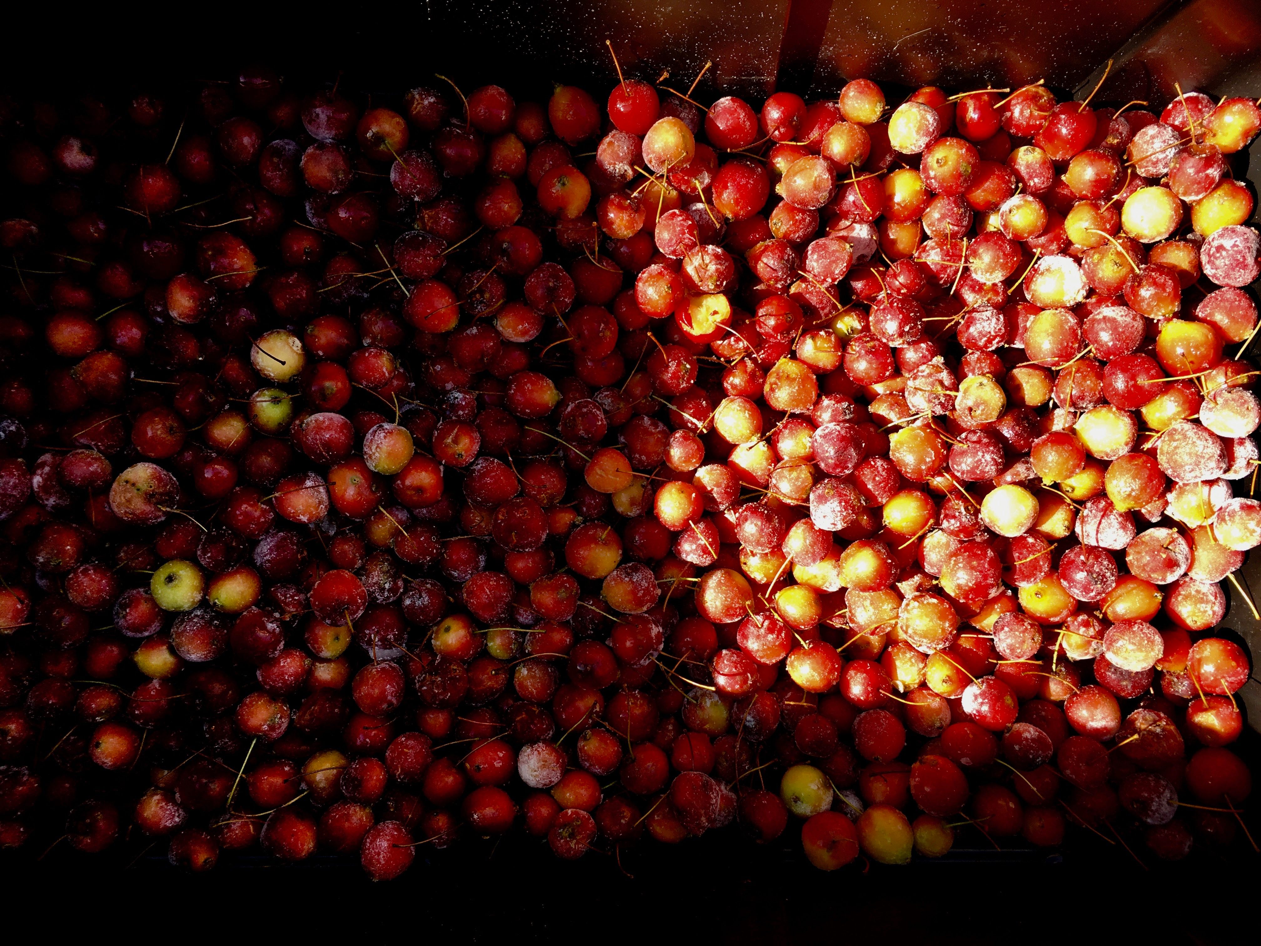 Crabapples defrost in Doumis and Hammond's backyard.