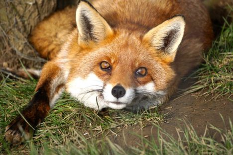 Red fox in Eshott Animal Park.