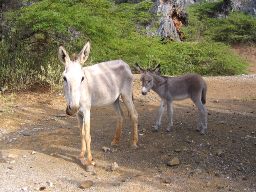 Donkey Sanctuary Bonaire