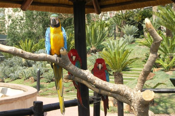 Parrots at the Montecasino Bird Gardens