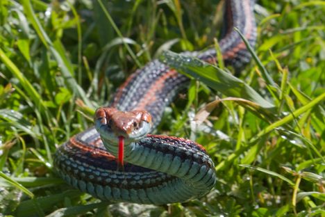 The San Francisco garter snake has been on the federal endangered species list for more than half a century.