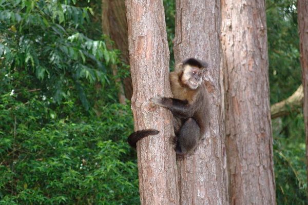 A female capuchin monkey expressing excitement 